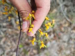 Cyrtochilum densiflorum