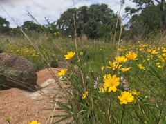 Ranunculus macranthus