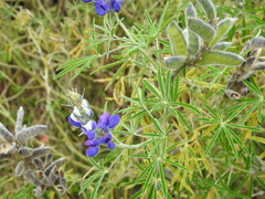 Lupinus pubescens