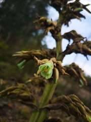 Puya bicolor