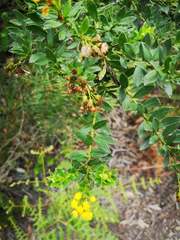 Monticalia corymbosa