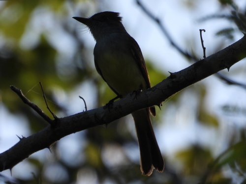 Yucatan Flycatcher (Myiarchus yucatanensis)