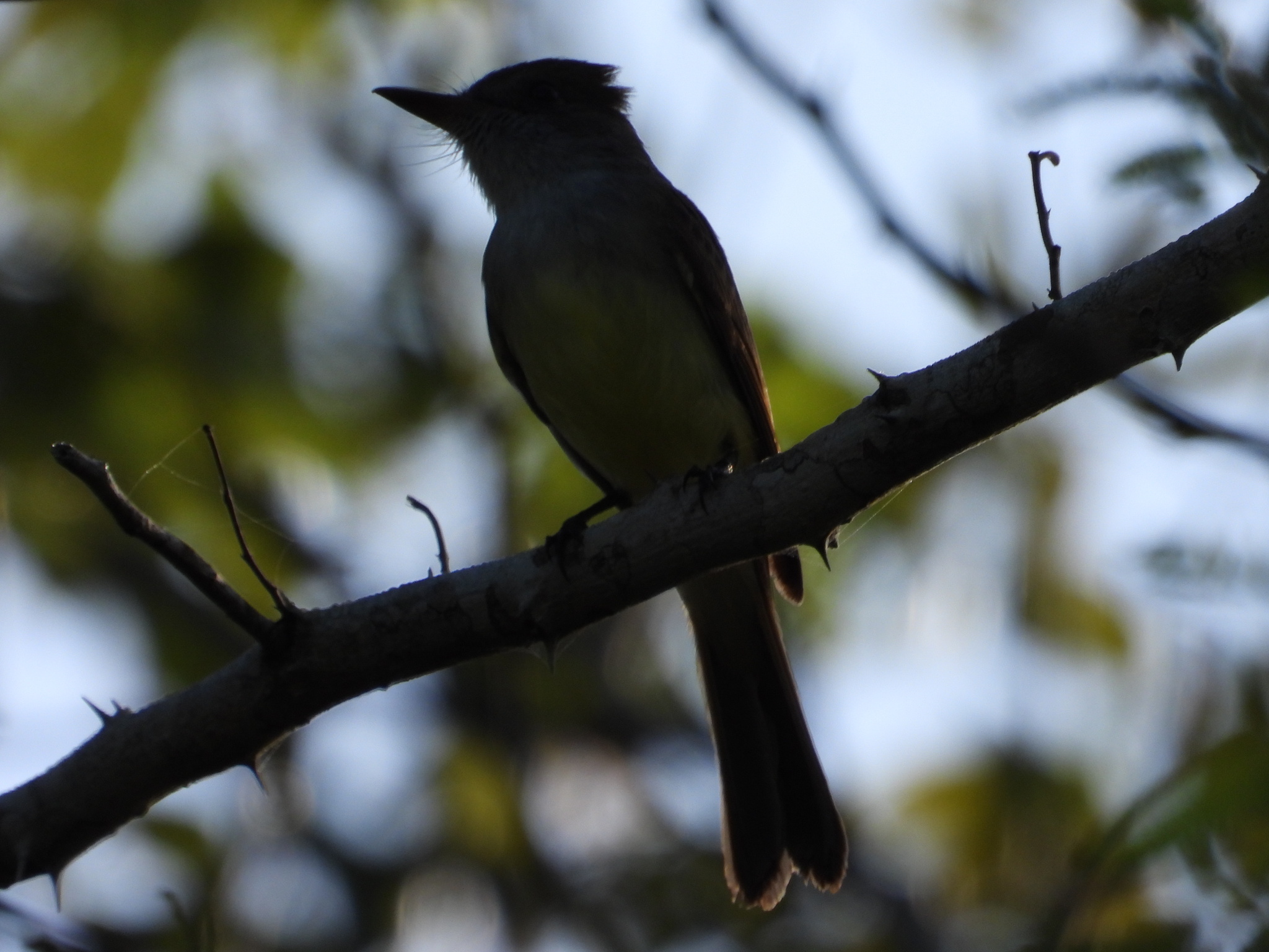 Yucatan Flycatcher (Myiarchus yucatanensis), photo 1