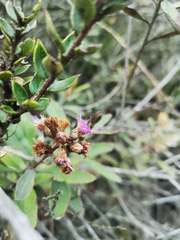 Lepidaploa karstenii