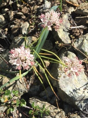 Allium haematochiton