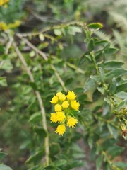 Monticalia corymbosa