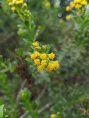 Monticalia corymbosa