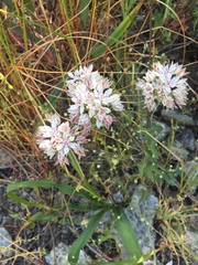 Allium haematochiton