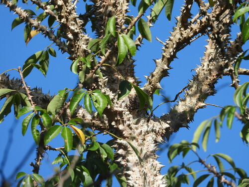 Ceiba schottii, photograph 6