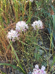 Allium haematochiton