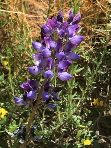 iNaturalist observation photo of lupines