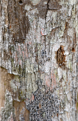 Terminalia eriostachya