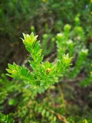 Monticalia corymbosa