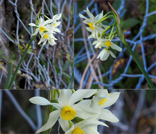 Narcissus tazetta