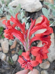 Tritoniopsis pulchra