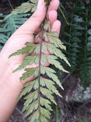 Asplenium praemorsum