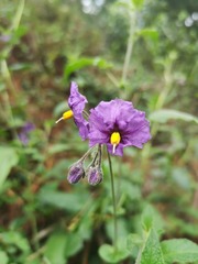 Lycianthes lycioides