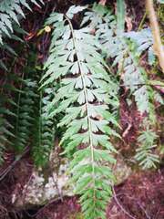 Asplenium praemorsum