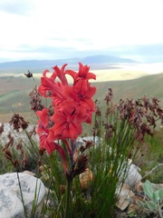 Tritoniopsis pulchra