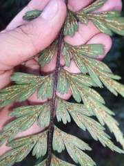 Asplenium praemorsum