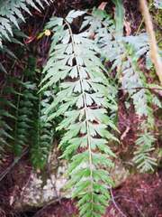 Asplenium praemorsum