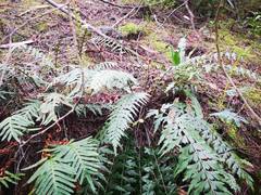 Asplenium praemorsum