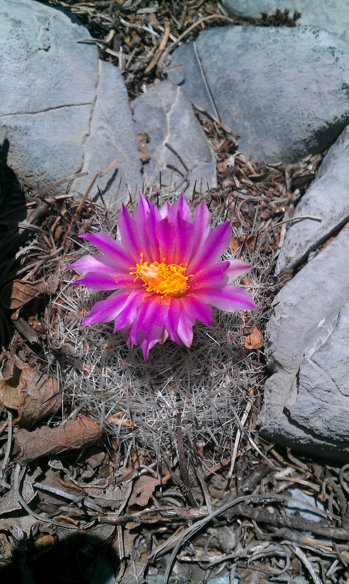 Turbinicarpus