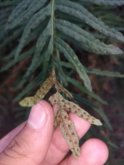 Pleopeltis orientalis