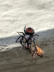 Phidippus johnsoni
