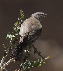 Grey-Hooded Sierra Finch photo 5