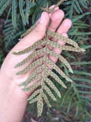 Pleopeltis orientalis