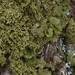 Lustrous Camouflage Lichen - Photo (c) Hans, some rights reserved (CC BY-NC), uploaded by Hans