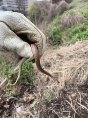 Storeria dekayi