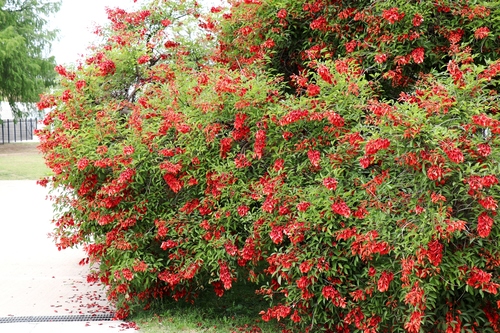 Erythrina crista-galli