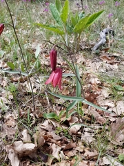 Fritillaria gentneri