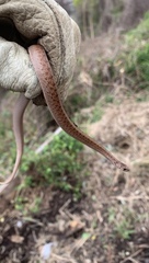 Storeria dekayi