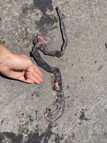 Common Purple-glossed Snake