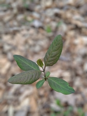 Lonicera dioica