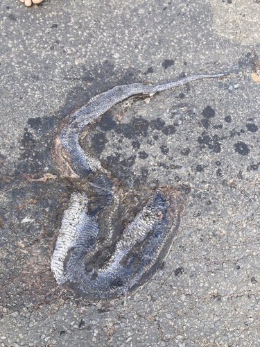 Black-necked Spitting Cobra