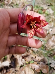 Fritillaria gentneri