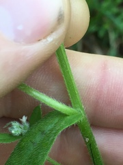 Myosotis macrosperma