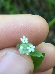 Myosotis macrosperma