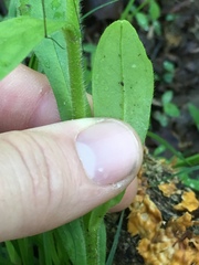Myosotis macrosperma