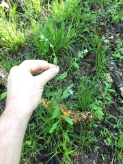 Myosotis macrosperma