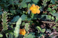 Modiolastrum malvifolium