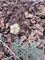 Lomatium nevadense