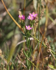 Centaurium pulchellum