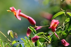 Dolichandra cynanchoides