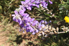 Lupinus excubitus