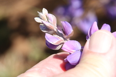 Lupinus excubitus